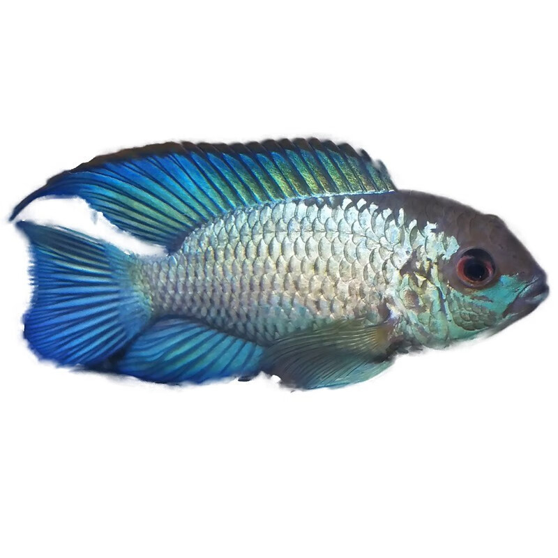 水财神(water richer)湛蓝宝石鱼翡翠凤凰鱼电光凤凰鱼慈鲷鱼热带鲷鱼