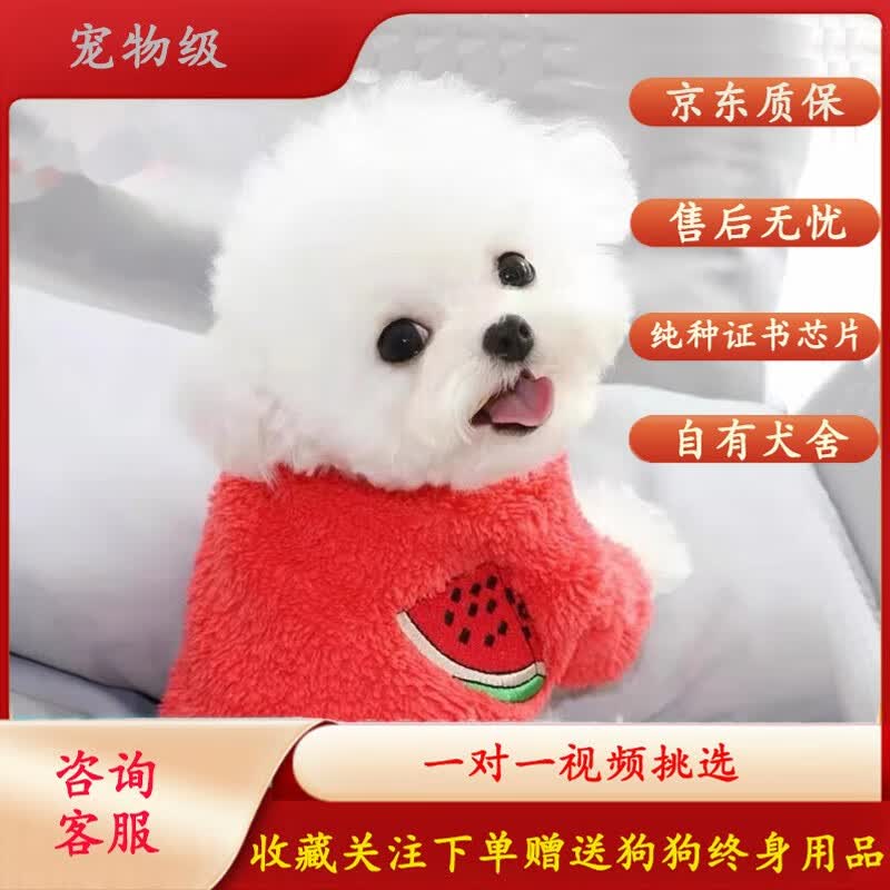 MZPLOI纯种飞耳比熊法国比熊幼犬长不大不掉毛小型犬茶杯犬活体宠物狗狗 宠物级 公使用感如何?