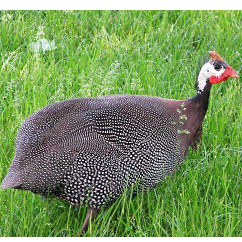 3斤左右珍珠鸡成年珍珠鸡活体土鸡七彩山鸡观赏鸡两只起售        朴