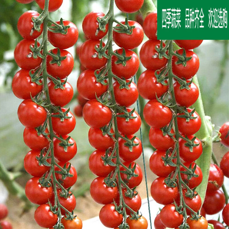 黎昕  瀑布番茄种子种籽孑樱桃小西红柿苗秧春季秧苗四季盆栽蔬菜圣女
