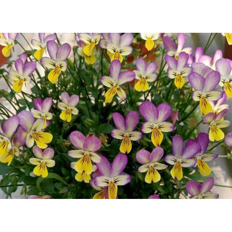 醉春木小兔子皱边角堇棉花糖花苗盆栽花卉耐寒易活阳台庭院花园植物地