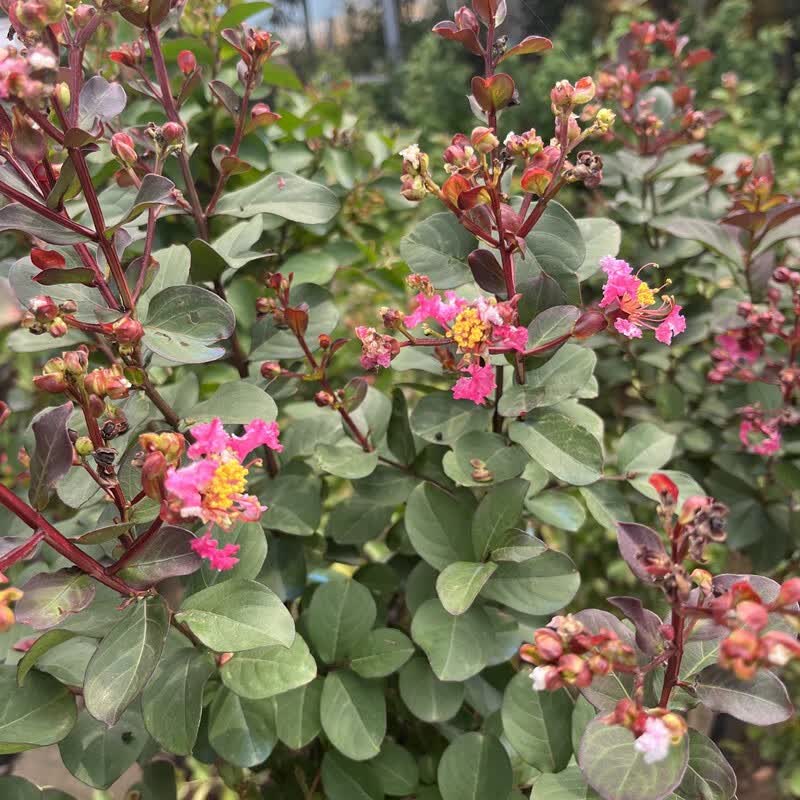 红花粉花百日红南北方庭院四季绿化工程苗木风景树耐旱 2公分粗天鹅绒