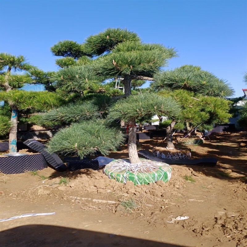 奔奥精品造型黑松风景树室外大型别墅庭院四季常青绿化苗大树苗迎客松