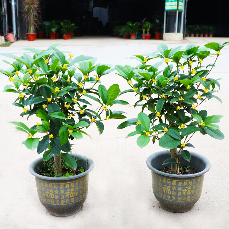 四季桂花树苗盆栽花卉庭院金桂浓香型盆景植物室内外地栽z5 2盆4年苗