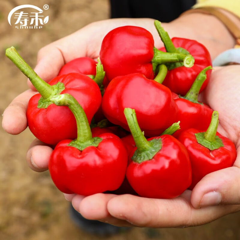 寿禾 泡椒种子小圆辣椒春冬季蔬菜菜籽 圆铃椒种子100粒x3包