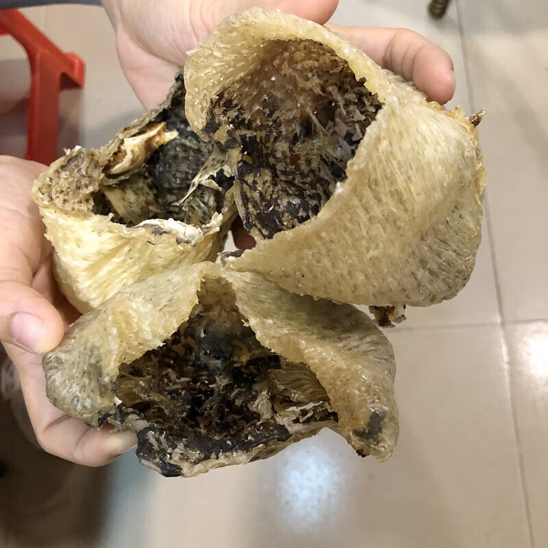 芬氏渔民自晒刺龟皮已拔刺刺龟鱼皮刺豚皮无刺海味干货煲汤火锅料 3-5