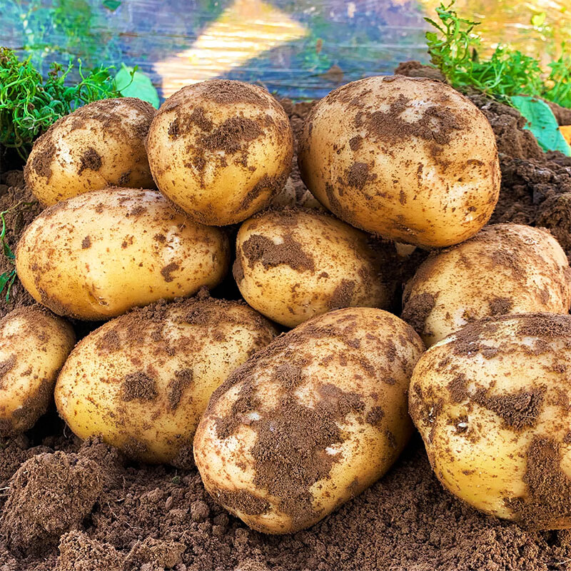黄心大土豆新洋芋马铃薯大个土豆农家自种5-10斤大号土豆 5斤