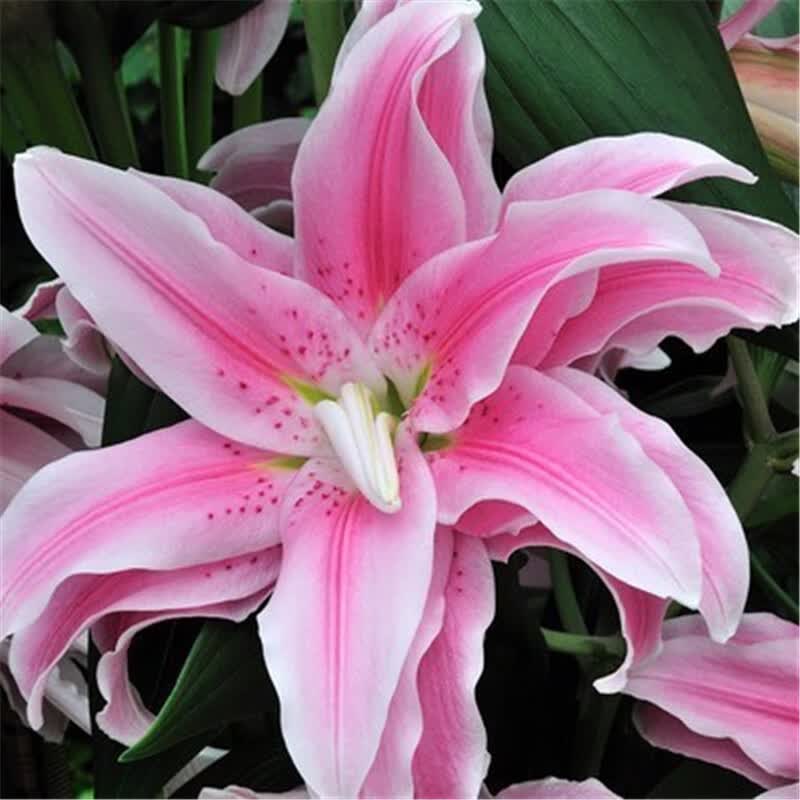 球根种球 带芽百合花种球 进口香水百合花苗 室内盆栽花卉绿植 粉珍珠