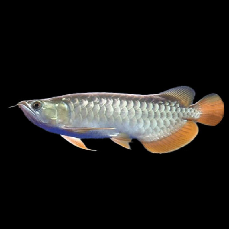 红龙鱼金龙鱼活鱼练手幼苗热带鱼观赏鱼过背高背金龙活体 高背金龙鱼