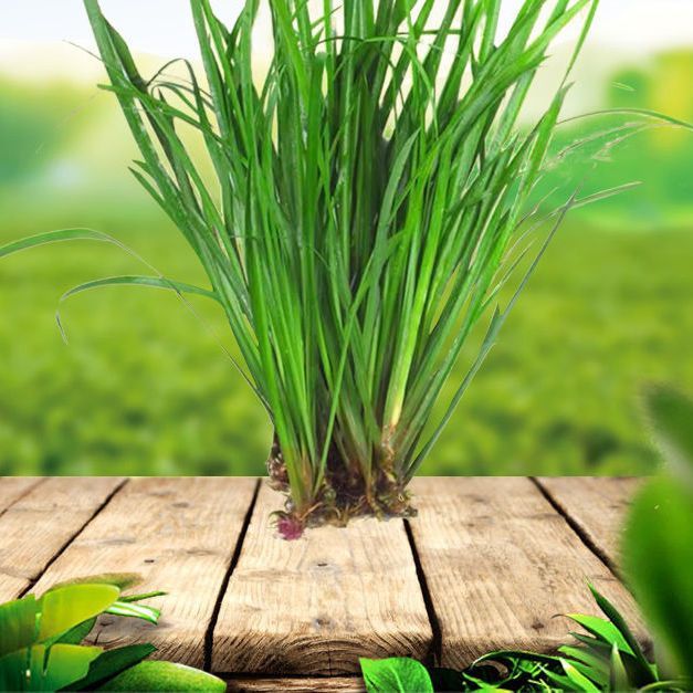 姒桀贵州新鲜现采五香草山奈牛瘪羊瘪鸡鸭鱼肉香料去腥增香盆景盆栽