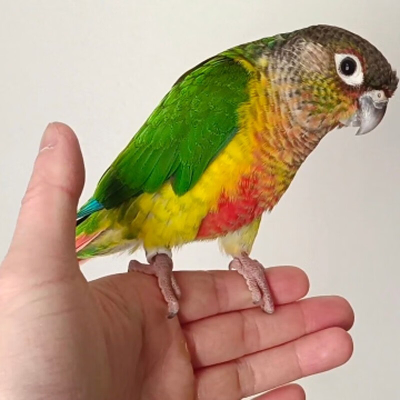 手养小太阳鹦鹉鸟活体虎皮带标识卡合法牡丹玄风会说话和尚鹦鹉 黄边