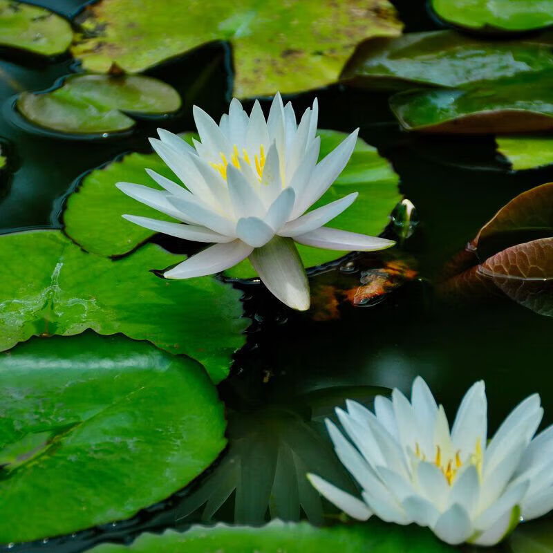 桌面有花大睡莲根块池塘睡莲花水培植物四季莲花盆栽水养花卉荷花睡莲