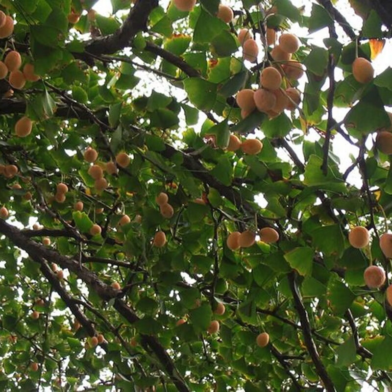 伯贤 秋季新白果新鲜农家生白果银杏果5斤装 新银杏果