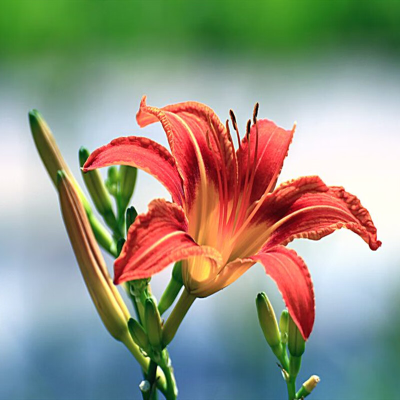 大花萱草红花20棵 不含盆