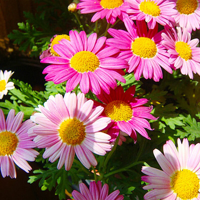 玛格丽特糖果色 不含盆