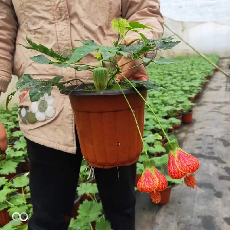 春沭 木本灯笼花苗 风铃扶桑花,纹瓣悬铃花 金铃花盆栽苗 倒挂金钟
