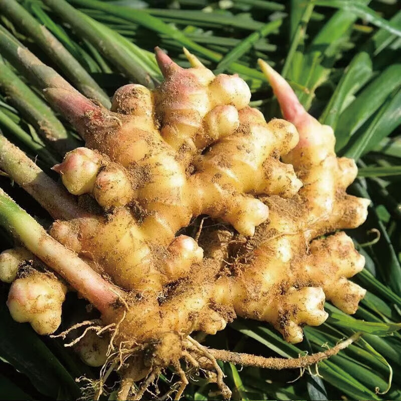 山肴野蔌云南小黄姜 现挖高山罗平沙姜老土姜蔬菜 3斤