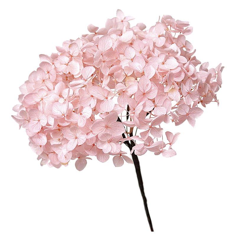 永生花的价格行情与趋势|永生花价格走势图