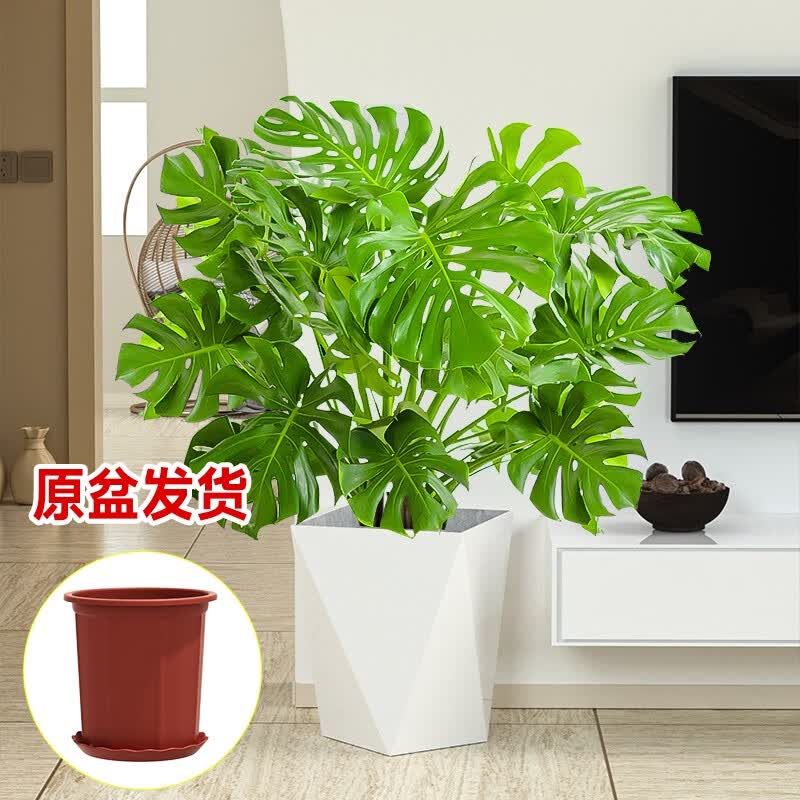 临雅龟背竹水培盆栽室内好养绿植物客厅办公室大型网红热带北欧风老桩 开背龟背竹90-100cm-原土盆怎么样,好用不?