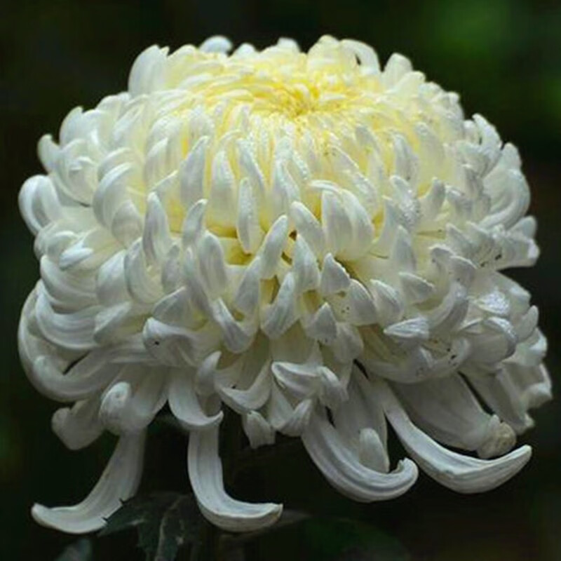 菊花苗四季开花盆栽菊室内外阳台庭院花卉绿植大苗观 白色-白皇后10棵