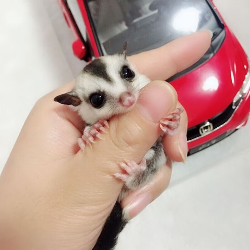 double yellow蜜袋鼯活物幼崽 蜜袋鼬活体会飞的蜜袋鼠宝宝密袋鼠小蜜