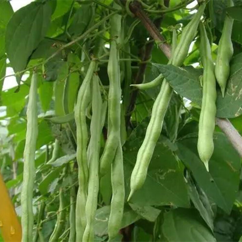 素蜜四季豆苗紫眉豆苗长豆角苗大刀豆苗芸豆苗豇豆苗扁豆苗高产幼秧苗