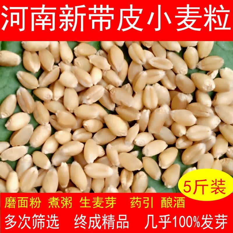 京材新小麦粒带皮小麦子食用全麦磨面引发麦芽糖种子麦苗草榨汁鱼饵