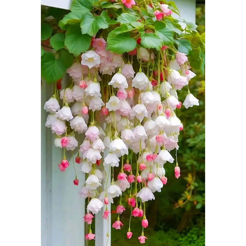 clcey垂丝海棠花子爬藤植物易活四季开播种开花室内室外植物种孑 垂丝