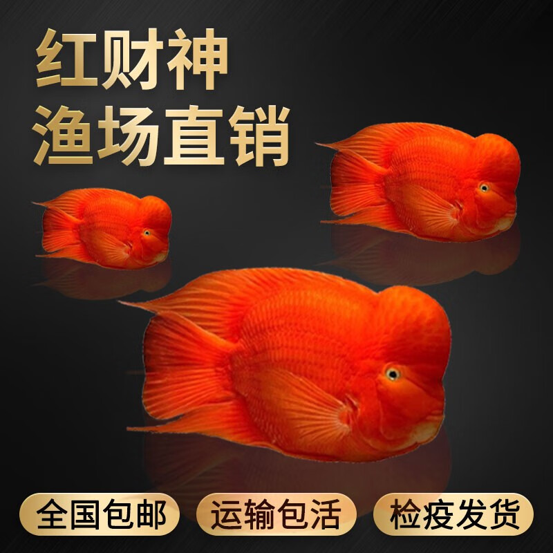 渔阁坊血鹦鹉鱼活鱼起头财神鱼发财鱼热带观赏鱼红元宝活体小鱼招财鱼