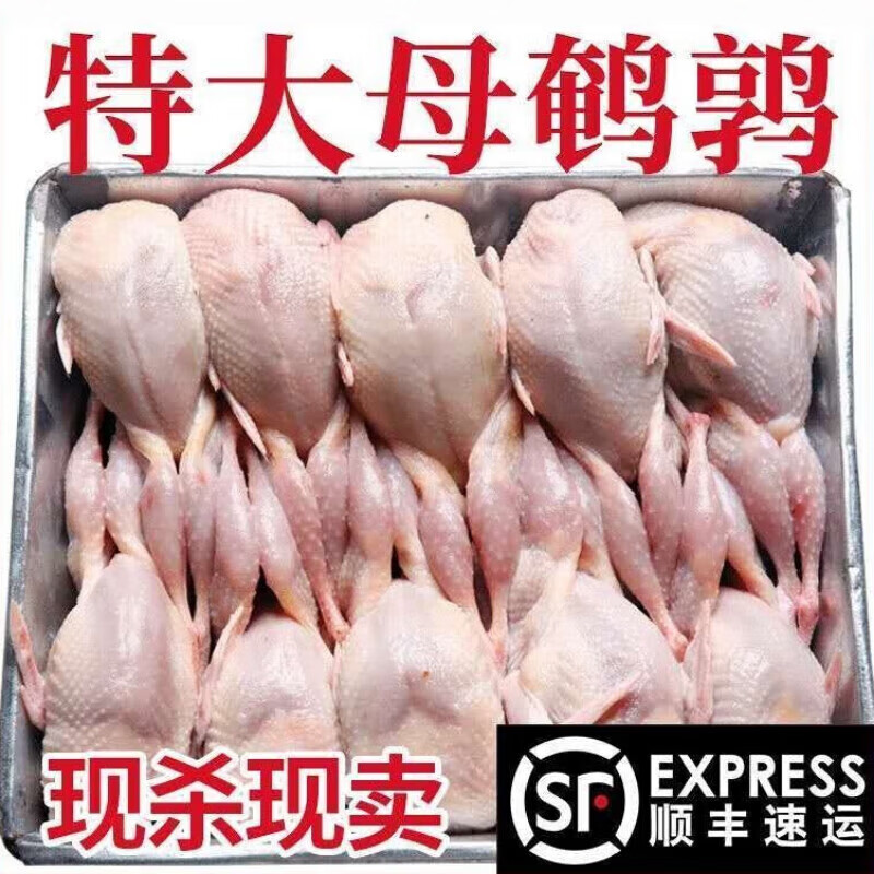 禧客鲜 农家散养特大鹌鹑肉批发特大新鲜小鹌鹑鸟真三两新鲜批发 特大