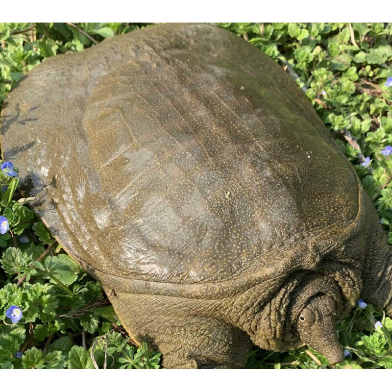 8斤-2.5斤1-2只生态甲鱼水库王八团鱼中华鳖苗食用冷冻发出