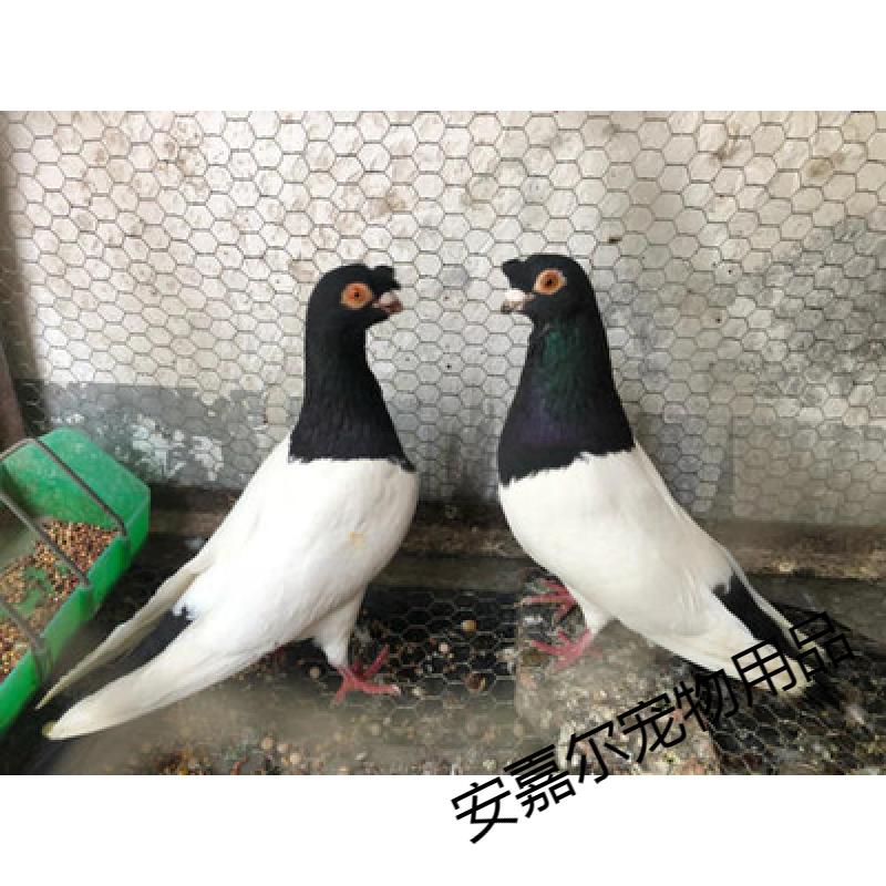 新宠之康观赏鸽子活体元宝鸽一对淑女鸽子摩登那 两头乌 凤尾种鸽毛领