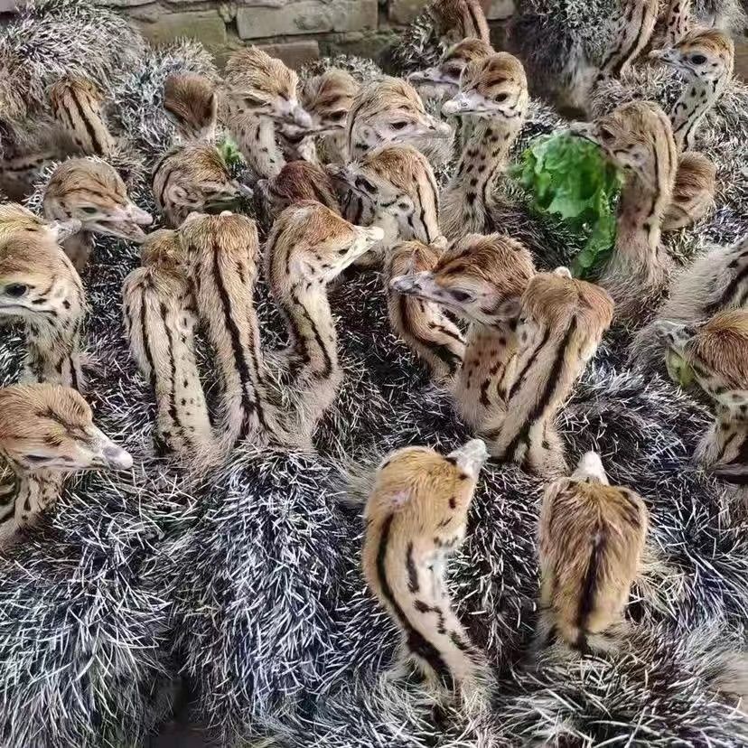 鸵鸟幼苗一对活苗非洲小驼鸟幼崽活体成年澳洲脱温大鸸鹋活物养殖