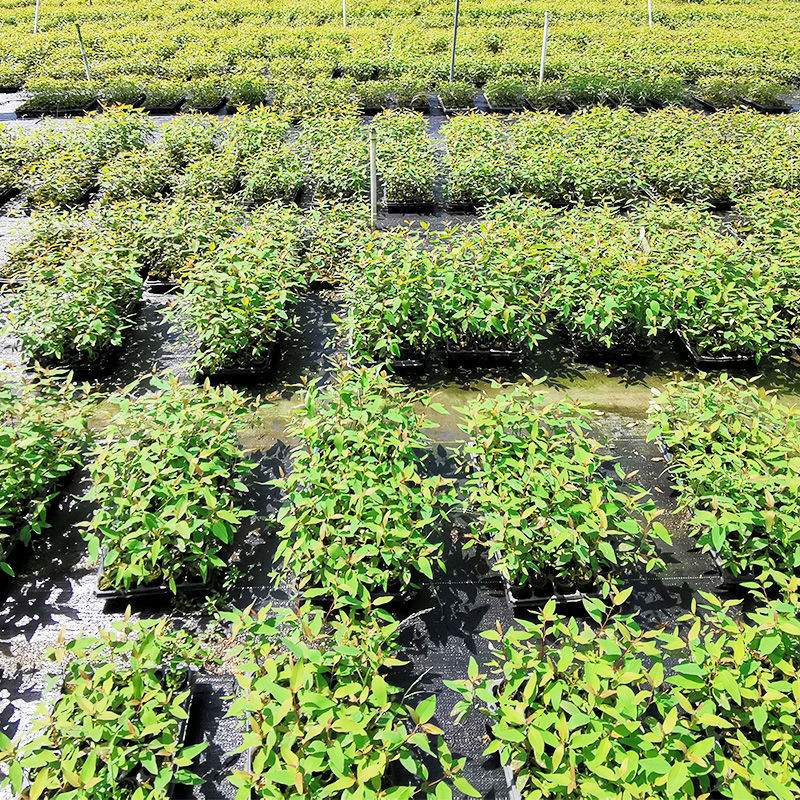 江影清速生桉树广29轻基质桉树苗广26广二九桉树苗造林绿化苗29号批发