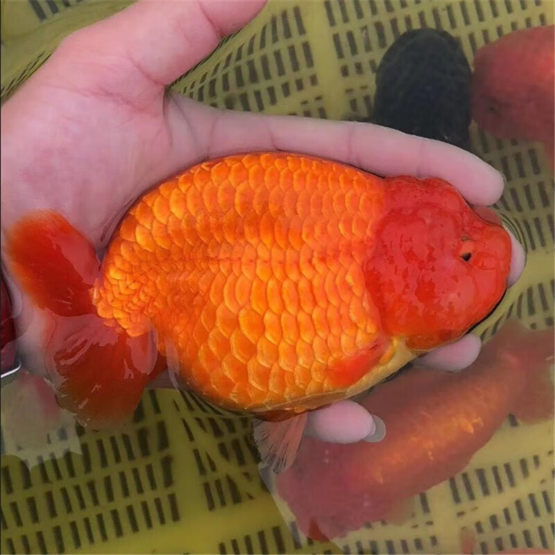 兰寿金鱼红白寿黑寿鱼 观赏鱼 冷水鱼 淡水活体水族宠物招财鱼 国粹鱼