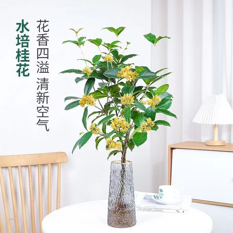 鲜木桂花树苗盆栽水培植物四季桂金桂浓香型室内好养桌面绿植水养花卉 四季桂花30-40公分 4棵