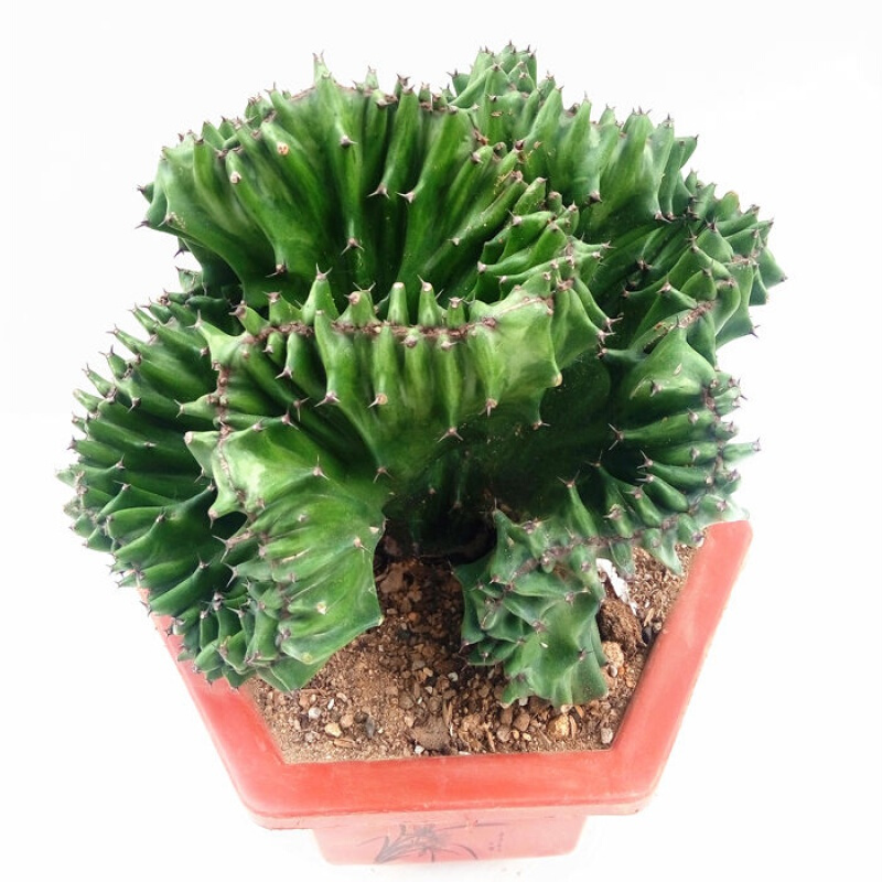 麒麟盆栽大仙人掌类植物树巴西花室内花 玉麒麟12-16厘米左右 不含盆