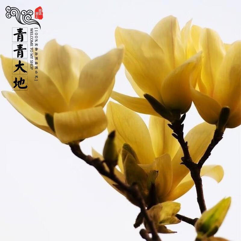 玉兰花树苗大型庭院盆栽绿化树苗风景树苗景观树 黄玉兰2公分粗 其他