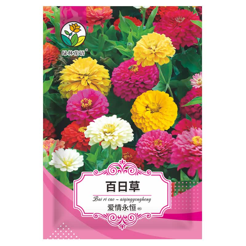 绿林花语 百日草种子百日菊混色花卉种籽花期长四季阳台庭院盆栽绿化