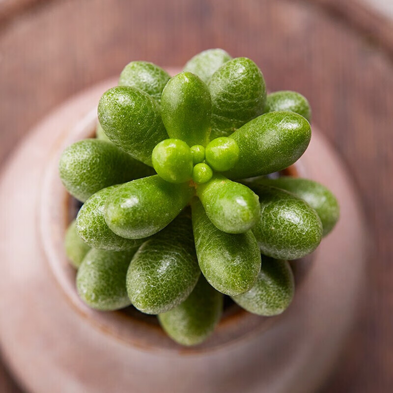 轩林美绿龟之卵多头群生多肉植物盆栽肉肉新手植物办公室创意花卉绿植