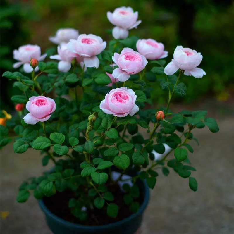 春沭瑞典女王月季花大苗盆栽花色柔美四季勤开花的阳台庭院花卉绿植物