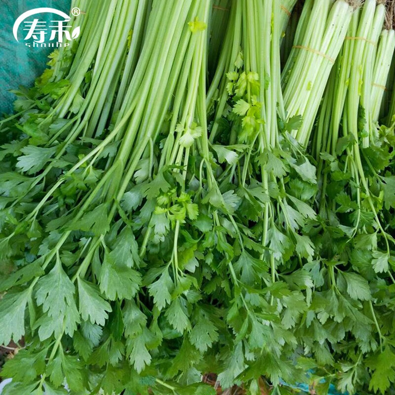 寿禾 章丘鲍芹种子芹菜冬春季蔬菜菜籽 翠竹鲍芹种子 10g