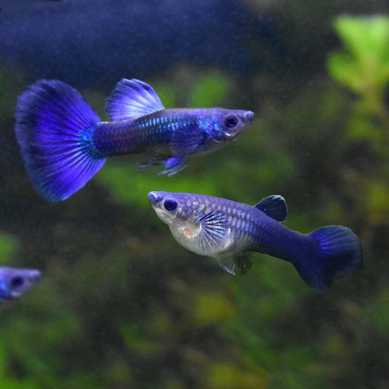冰鱼莫斯科冰蓝凤尾鱼彩霞鱼淡水热带小型观赏鱼活体胎生鱼 冰鱼 5对