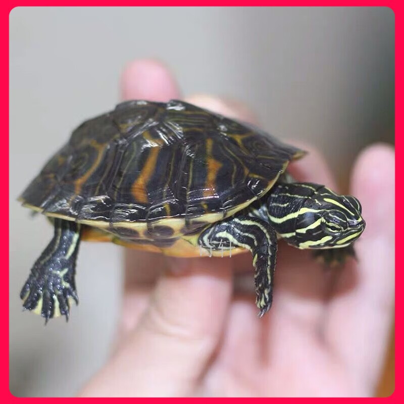 火焰龟 乌龟活物 深水龟观赏宠物乌龟红腹黄腹东锦西锦甜甜圈龟 龟苗