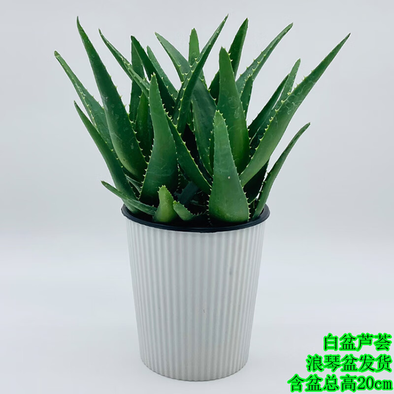 芦荟盆栽多肉植物室内办公桌面客厅绿植吸甲醛防辐射四季常青肉肉