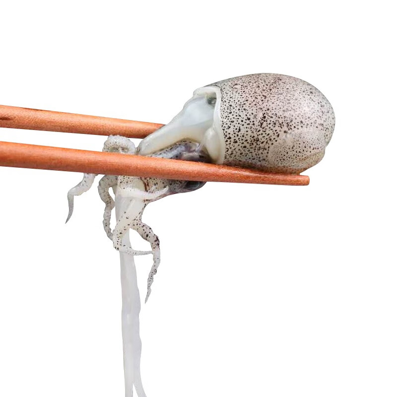 叁时鲜 小墨斗鱼800g 小墨鱼仔 800g