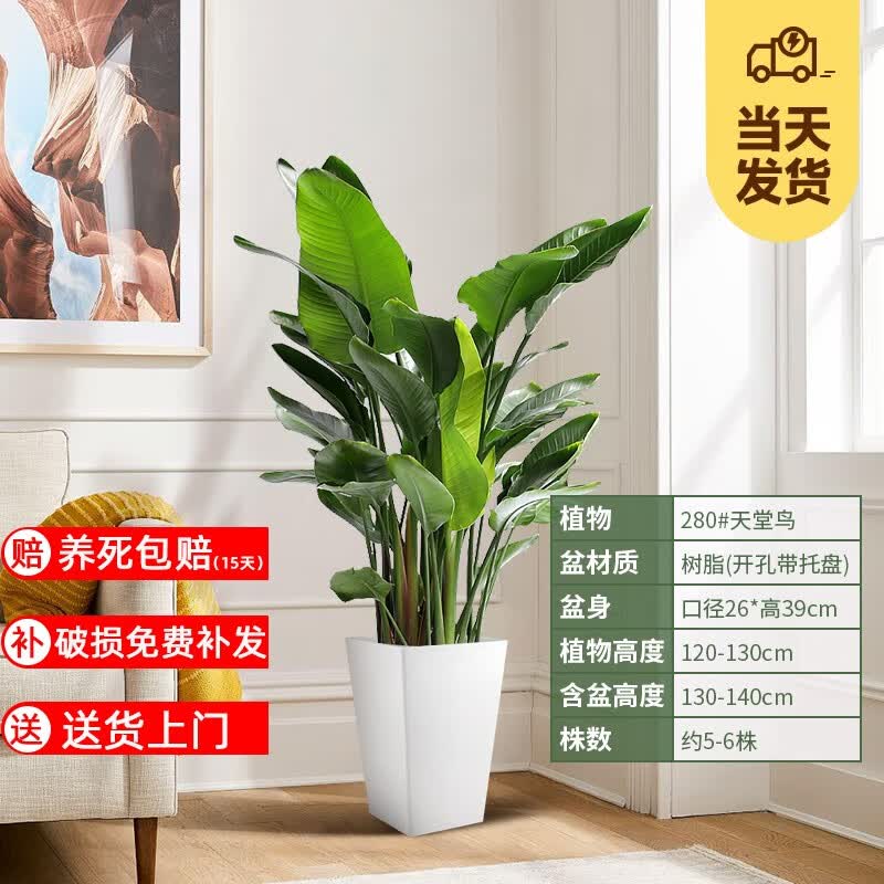 天堂鸟盆栽客厅办公室内大型绿植四季花卉大叶植物新房家用吸甲醛 5-6株高1.2-1.3米【白色梯形】高性价比高么？