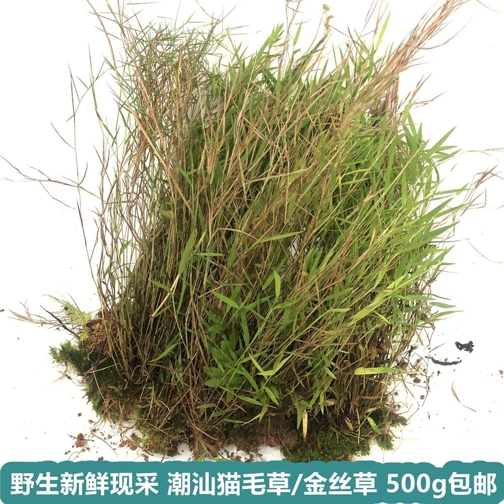 伟博新鲜天然青草猫毛草 金丝草 黄毛草 笔仔草 搭壁竹 全草500g 一斤