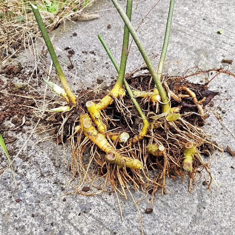 精选玉竹根500g新鲜晒干无硫贵州大山小白鸡葳蕤尾参条特级中药材 现