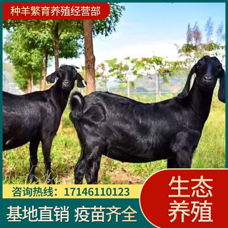 黑山羊活体小羊羔活苗种公羊怀孕母羊大耳朵活羊纯种努比亚黑山羊 黑山羊养殖教程 详询客服属于什么档次？